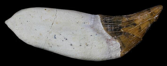 Archaeocete (Primitive Whale) Tooth - Basilosaur #36137